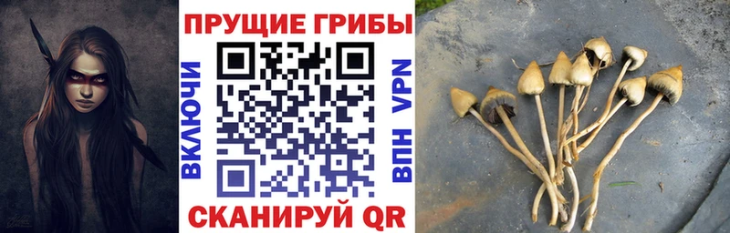 купить наркотик  Чадан  Галлюциногенные грибы мицелий 